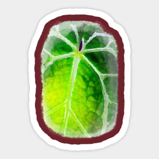 Unique and organic watercolour of a Anthurium red crystallinum seedling Sticker
